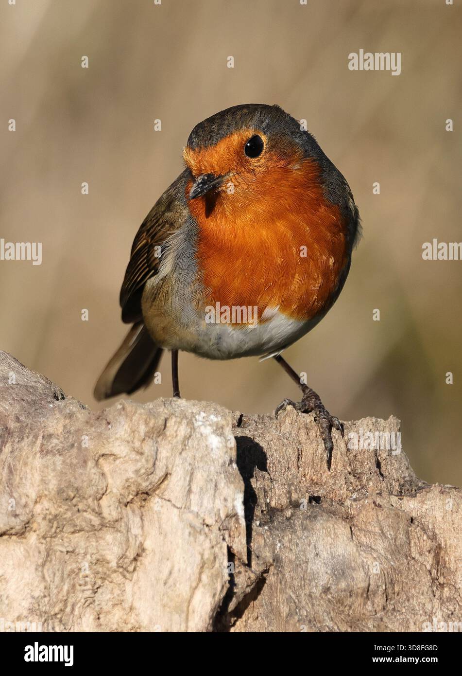 Ein Robin (Erithacus rubecula) in Winchcombe in Gloucestershire Großbritannien während der Winterzeit Stockfoto