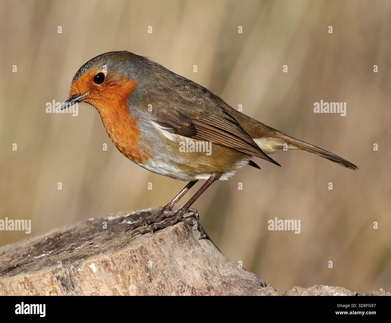 Ein Robin (Erithacus rubecula) in Winchcombe in Gloucestershire Großbritannien während der Winterzeit Stockfoto