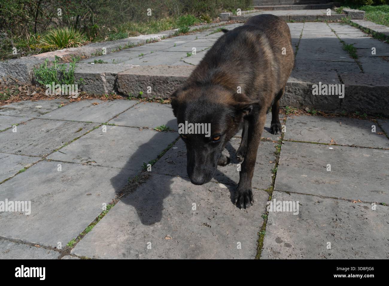 Ein trauriger streunender Hund, der auf einem Pfad im Park läuft. Stockfoto