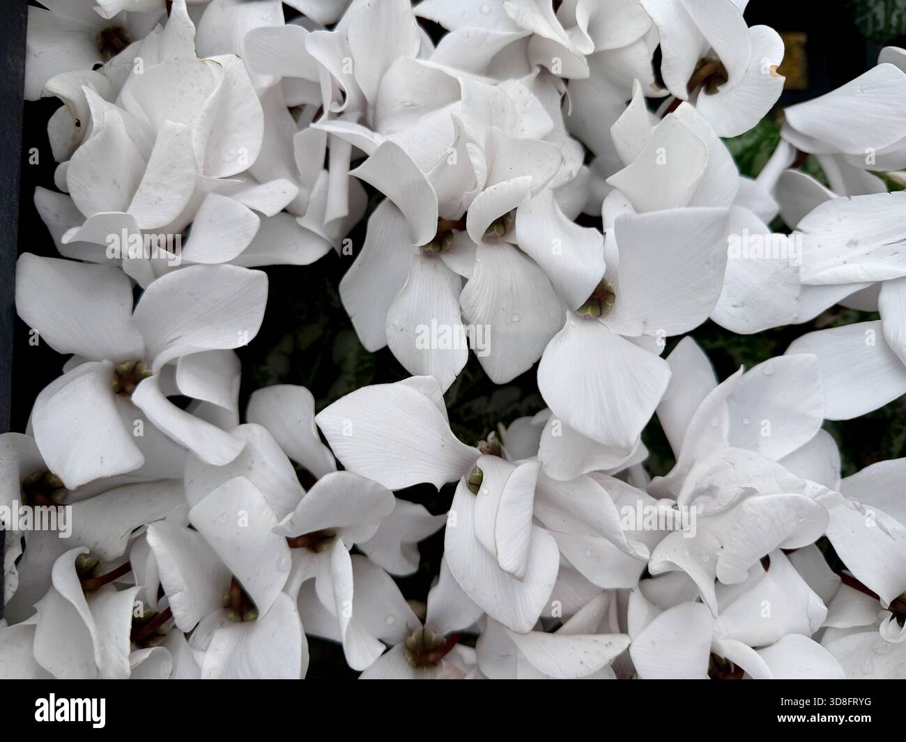 Makroaufnahme weißer Cyclamen-Blüten mit zart überlappenden Blütenblättern Stockfoto