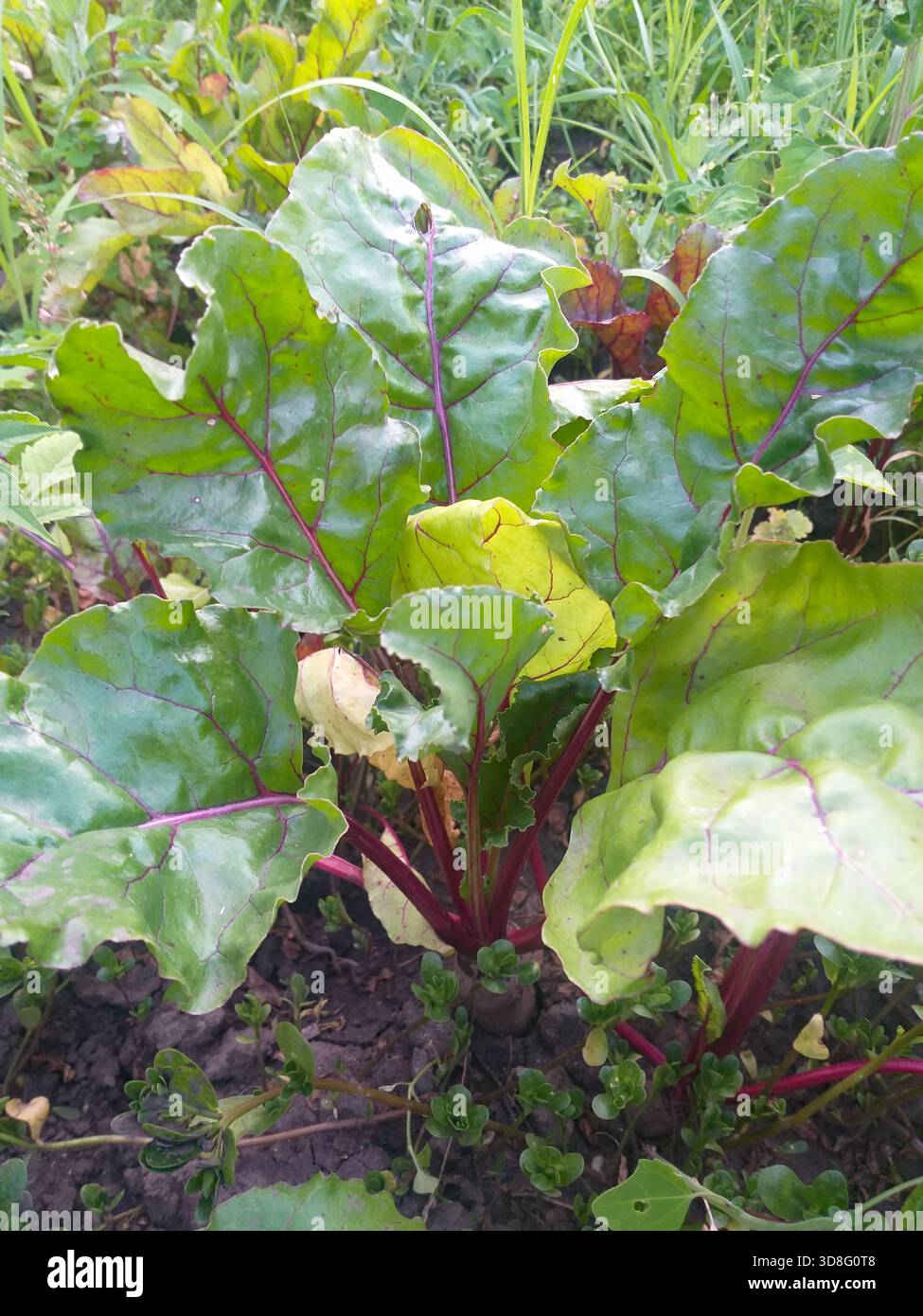 Rote Bete wächst in einem Gartenbeet mit anderen Grünpflanzen im Hintergrund. Stockfoto