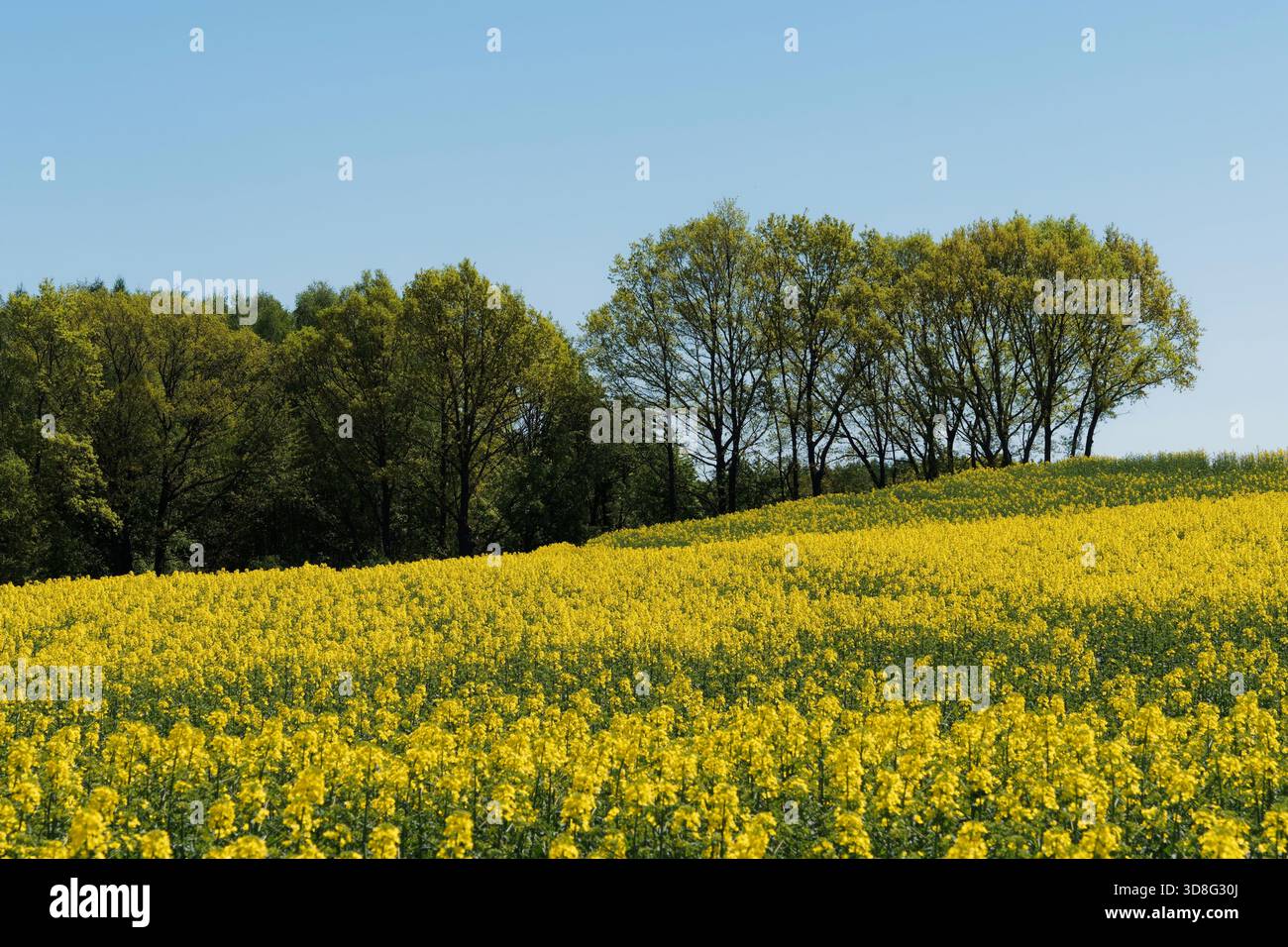 Frühlingslandschaft mit Rapssamen und blauem Himmel Stockfoto