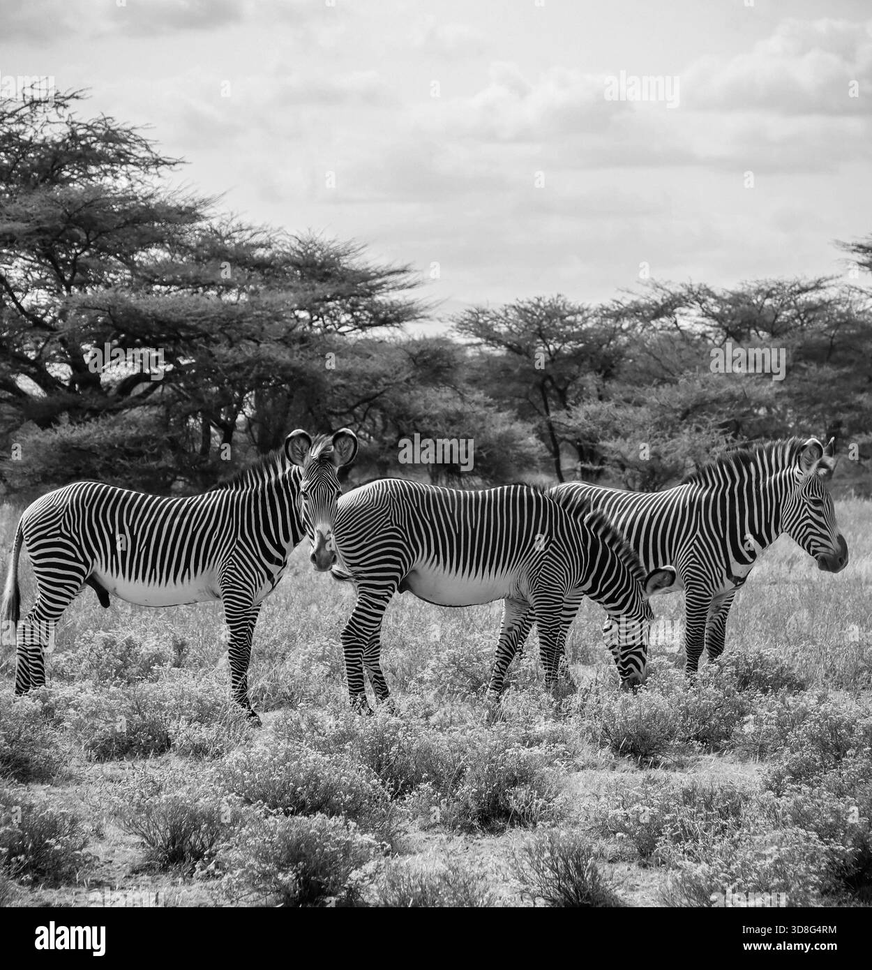 Drei Grevy's Zebras stehen und grasen auf trockenem Gras in einer Savannenlandschaft mit Akazienbäumen im Hintergrund Stockfoto
