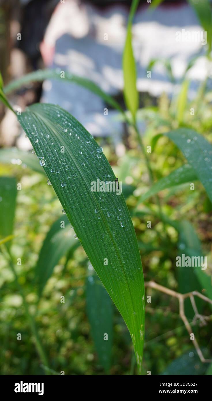 Tau tropft morgens auf die Blätter Stockfoto