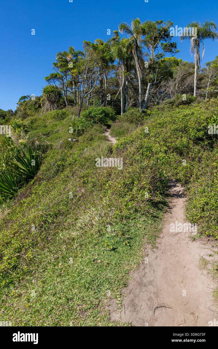 Wald und Wanderweg am Sepultura Beach, Bombinhas, Santa Catarina, Brasilien Stockfoto