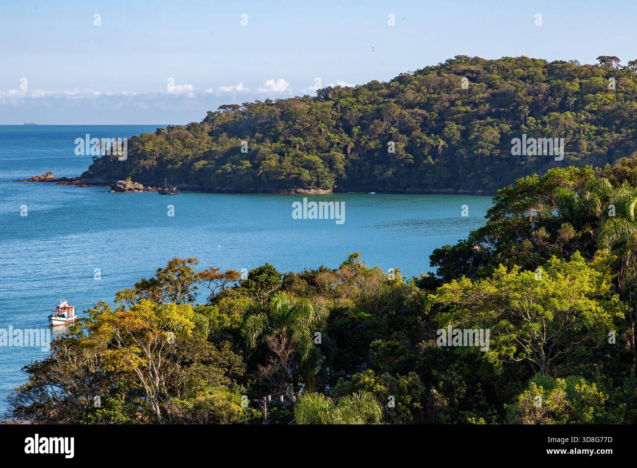 Wald am Strand Bombinhas, Bombinhas, Santa Catarina, Brasilien Stockfoto