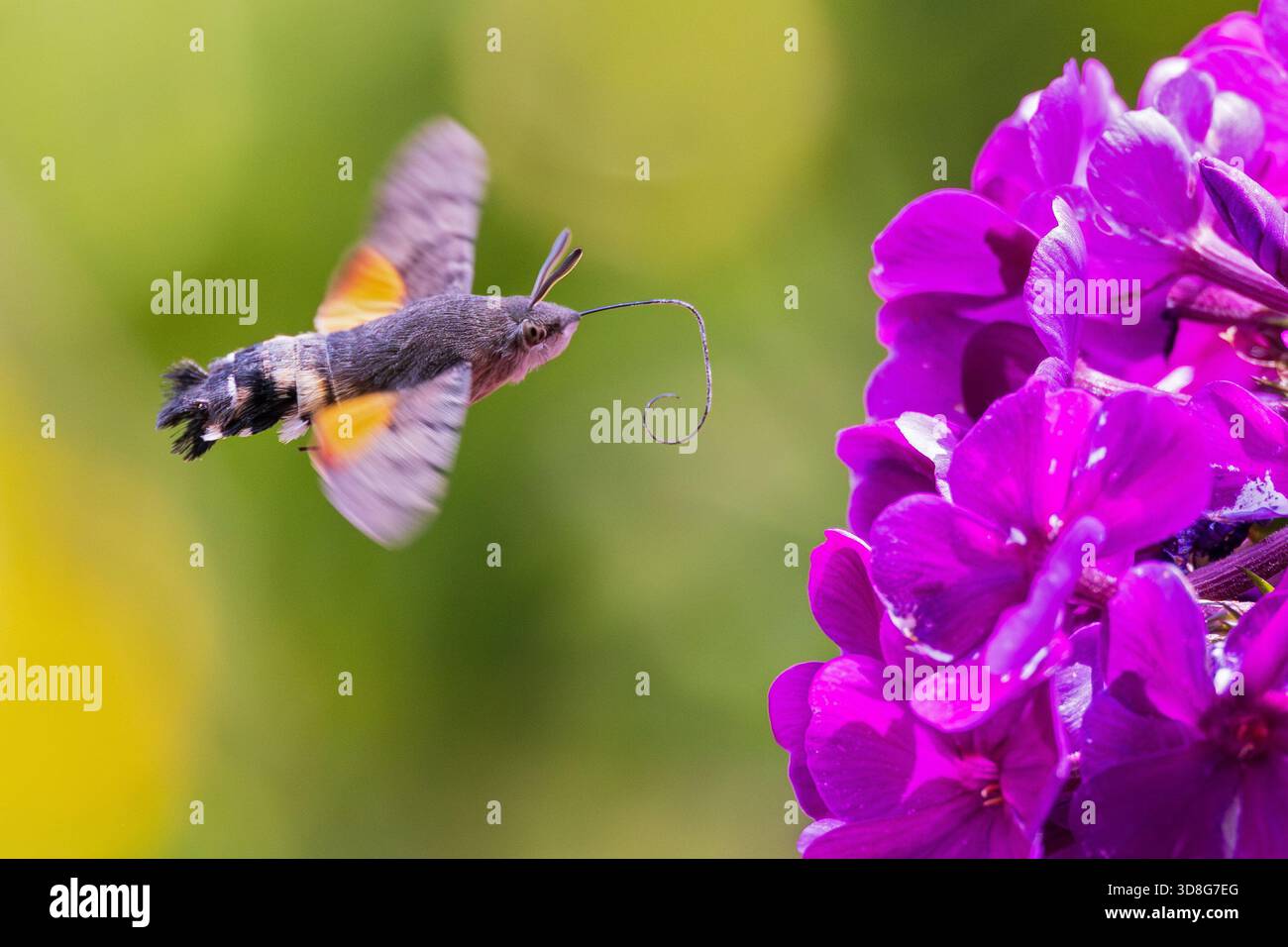Kolibri Hawk-Moth (Macroglossum stellatarum) mit langem Proboscis schwebend und fliegt vor blühender Gartenblume, Hessen, Deutschland Stockfoto