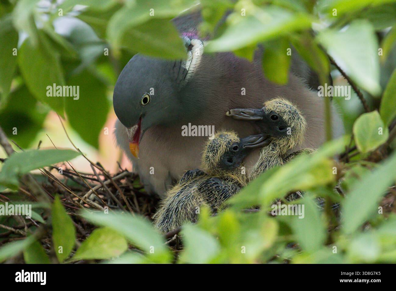 Gemeine Holztaube (Columba palumbus) ausgewachsen mit zwei Kuschelvögeln im Nest, Baden-Württemberg, Deutschland Stockfoto