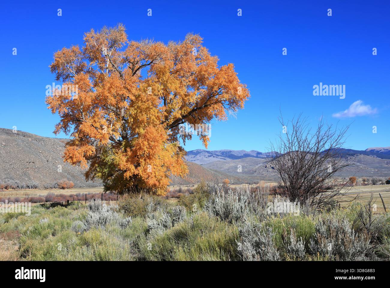Gelb unter blau Stockfoto