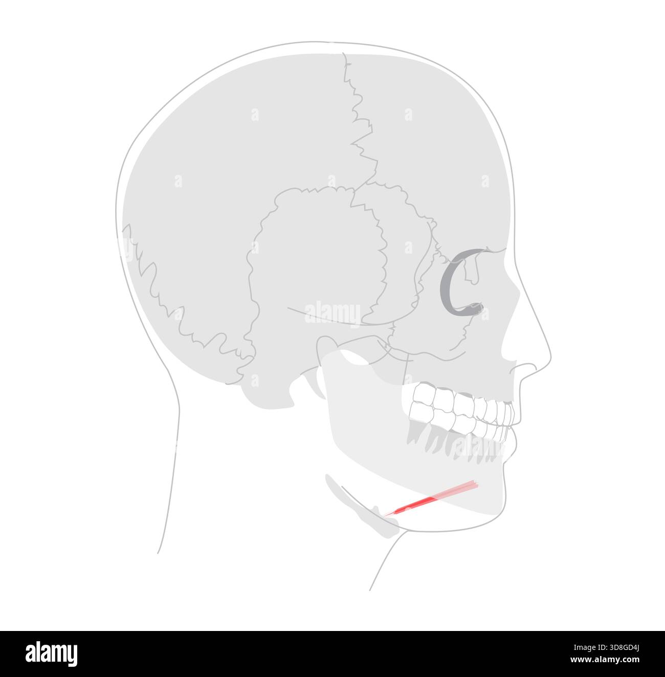 Geniohyoid - Muskel dargestellt in Diagramm Verbindung Unterkiefer mit Hyoid, Funktionen in der Erhöhung von Hyoid und Zunge, wichtig für das Schlucken, medizinische und pädagogische Werkzeug Stock Vektor