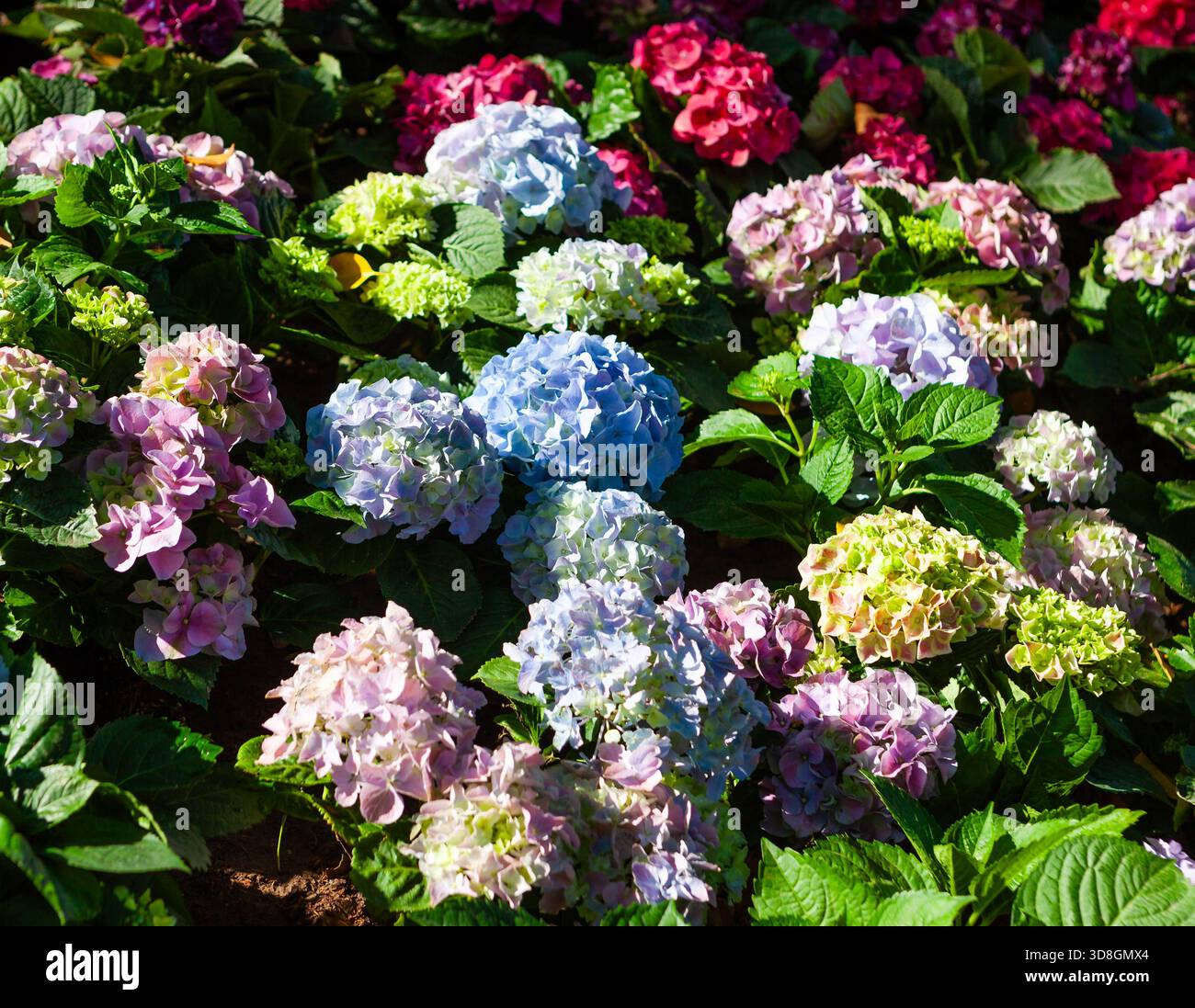 Leuchtende Hortensie-Blüten. Wunderschönes Blumenbild. Chiang Mai Blumenfest. Stockfoto