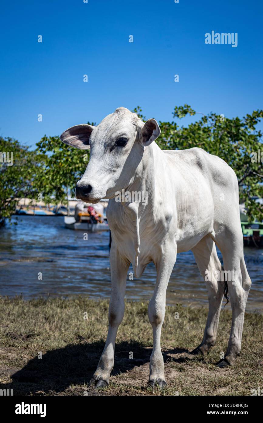 Weiße Kuh mit schwarzen Flecken, die am Ufer des Flusses stehen und nach rechts schauen. Nutztierhaltung Nutztierhaltung. Stockfoto
