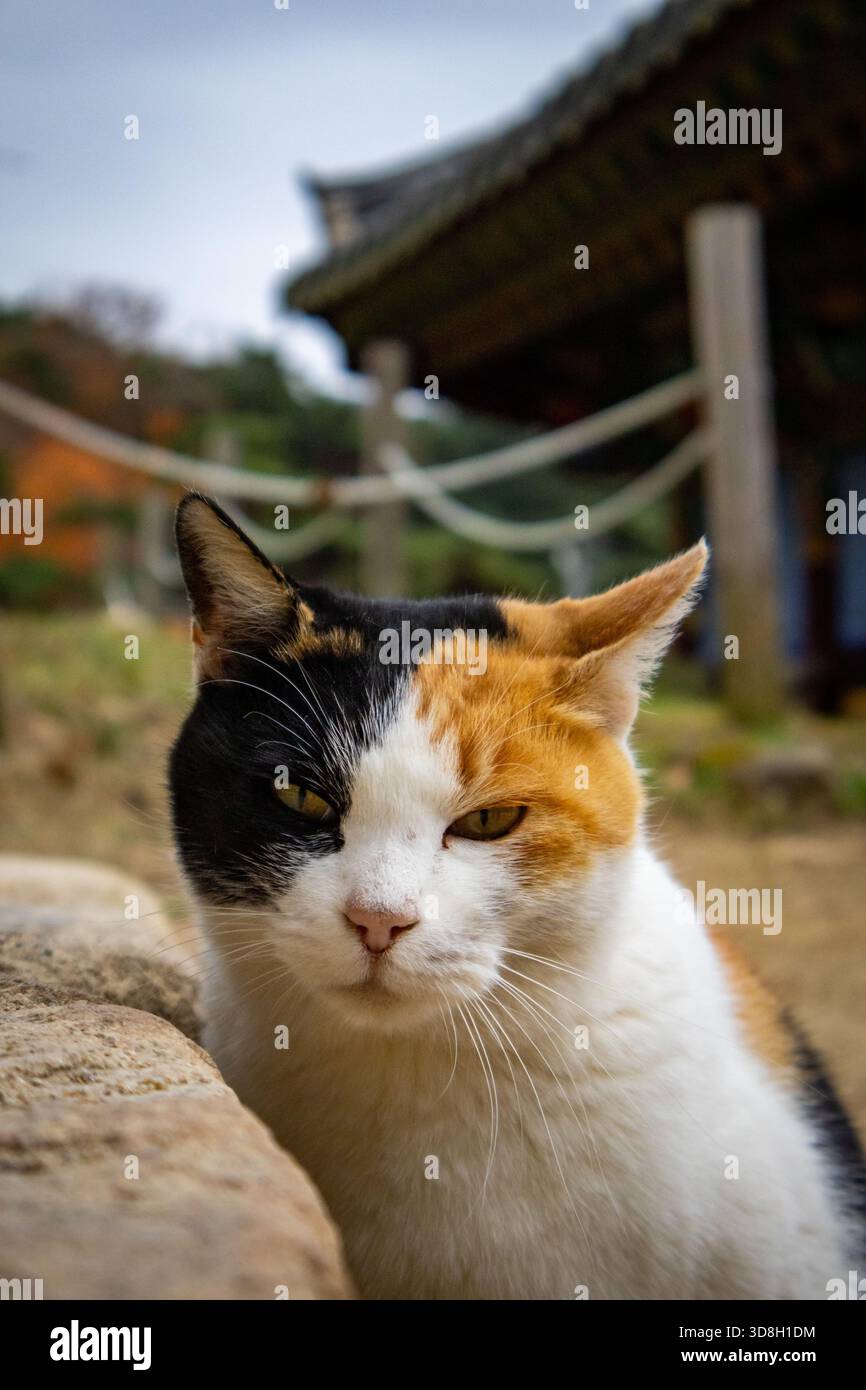 Mehrfarbige orangene, schwarze und weiße Hauskatze in einem Tempel in Korea Stockfoto