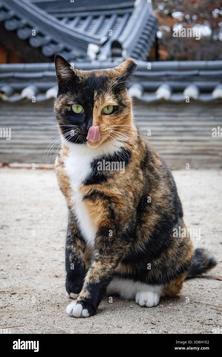 Mehrfarbige orangene, schwarze und weiße Hauskatze in einem Tempel in Korea Stockfoto