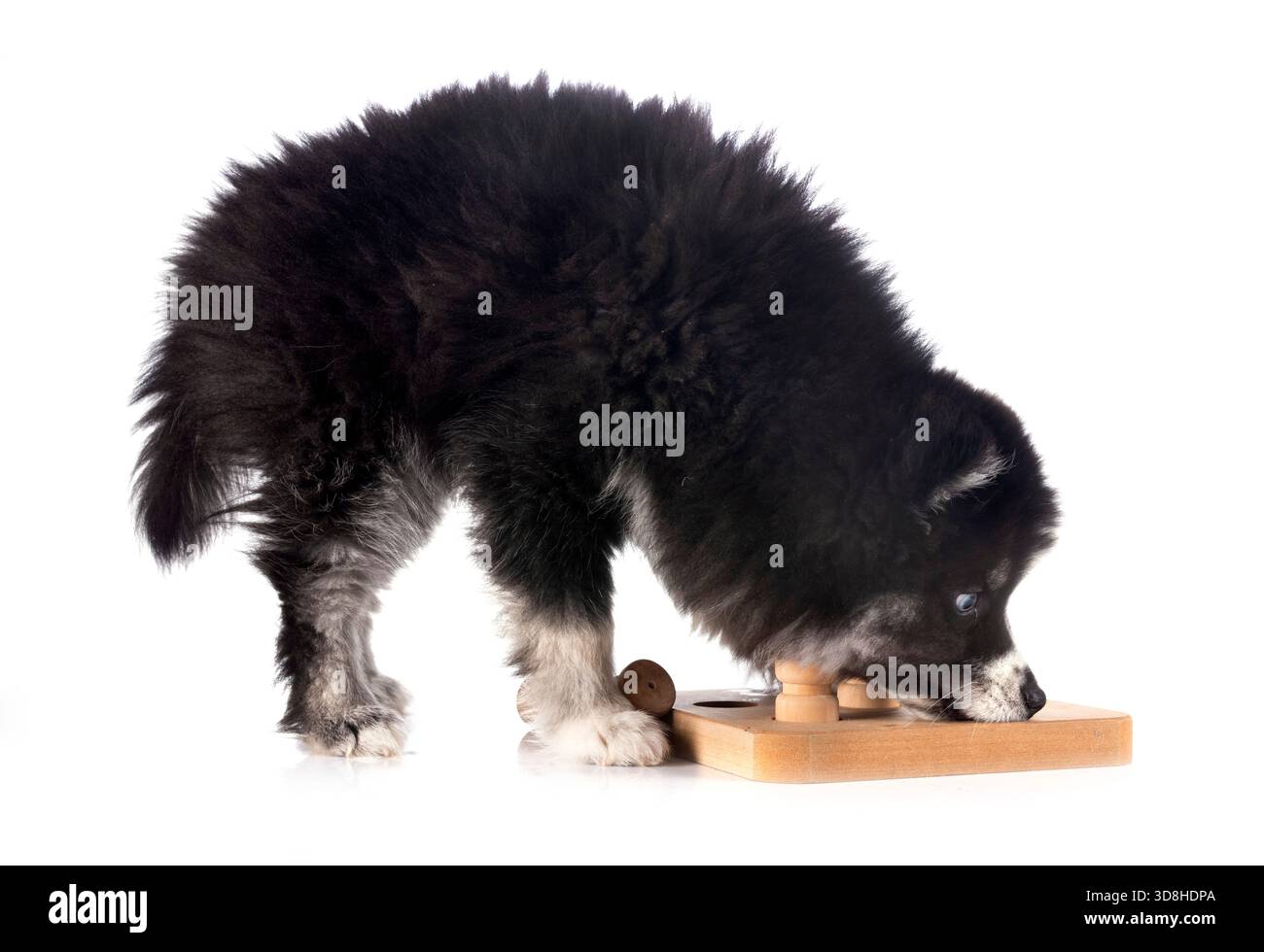 Sie spielen Pomsky vor weißem Hintergrund Stockfoto