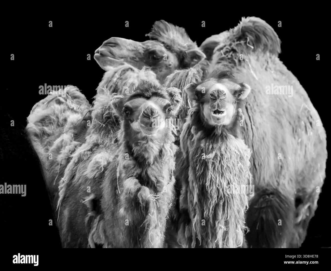 Ein Paar baktrienbabys aus der Mongolei mit zotteligen Mänteln wurde kürzlich in unserem Zoo geboren. Experimentieren mit ihrem Gesichtsausdruck. Stockfoto