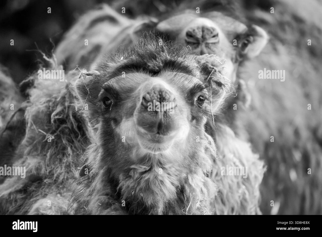 baktrische Kamele aus der Mongolei mit zotteligen Mänteln wurden kürzlich in unserem örtlichen Zoo geboren. Sie experimentierten mit ihrem Gesichtsausdruck. Stockfoto