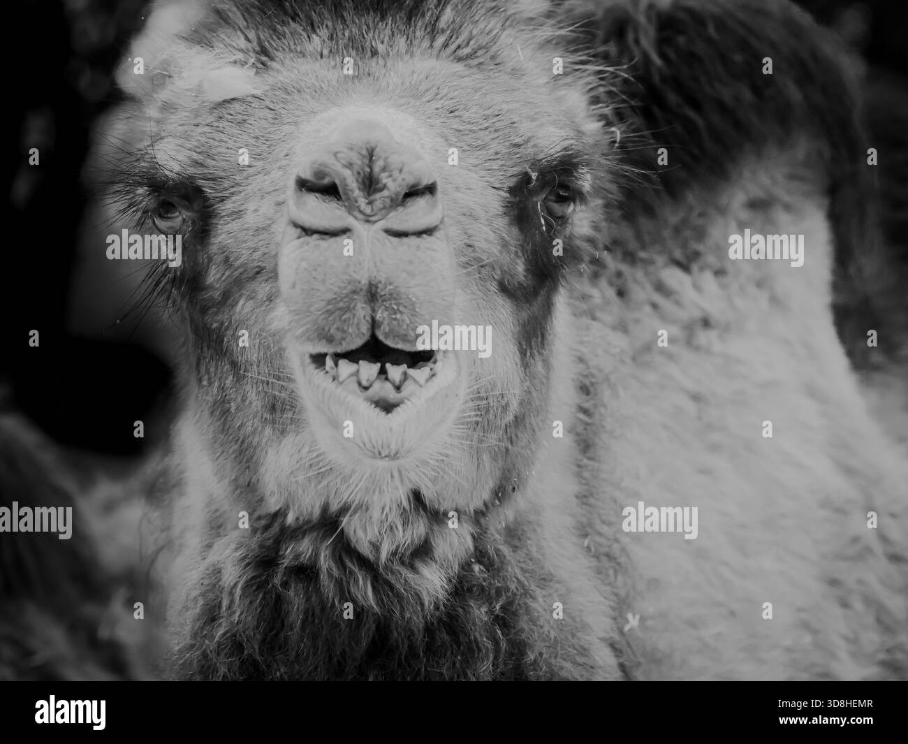 baktrische Kamele aus der Mongolei mit zotteligen Mänteln wurden kürzlich in unserem örtlichen Zoo geboren. Sie experimentierten mit ihrem Gesichtsausdruck. Stockfoto