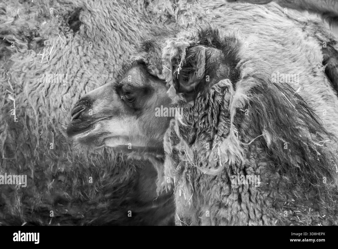 baktrische Kamele aus der Mongolei mit zotteligen Mänteln wurden kürzlich in unserem örtlichen Zoo geboren. Sie experimentierten mit ihrem Gesichtsausdruck. Stockfoto