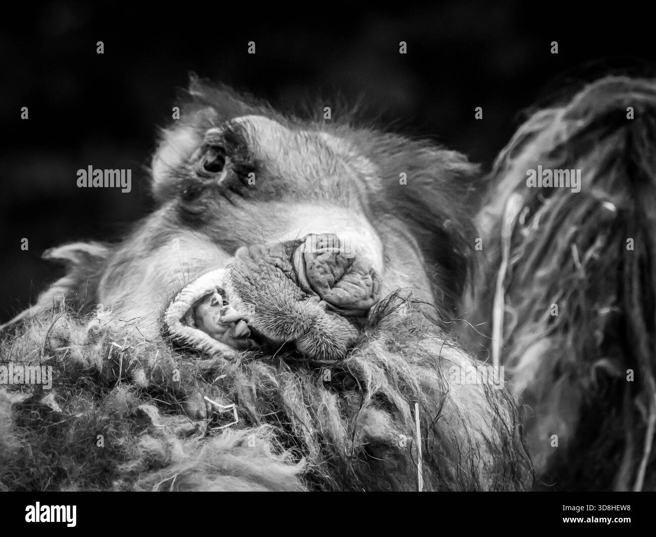 baktrische Kamele aus der Mongolei mit zotteligen Mänteln wurden kürzlich in unserem örtlichen Zoo geboren. Sie experimentierten mit ihrem Gesichtsausdruck. Stockfoto