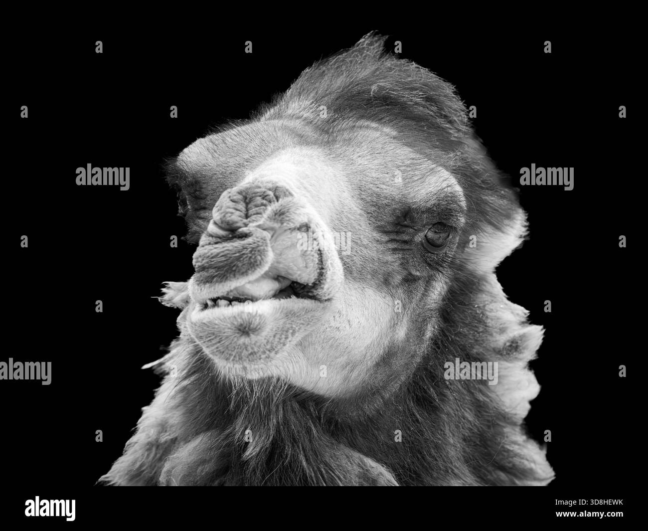 baktrische Kamele aus der Mongolei mit zotteligen Mänteln wurden kürzlich in unserem örtlichen Zoo geboren. Sie experimentierten mit ihrem Gesichtsausdruck. Stockfoto