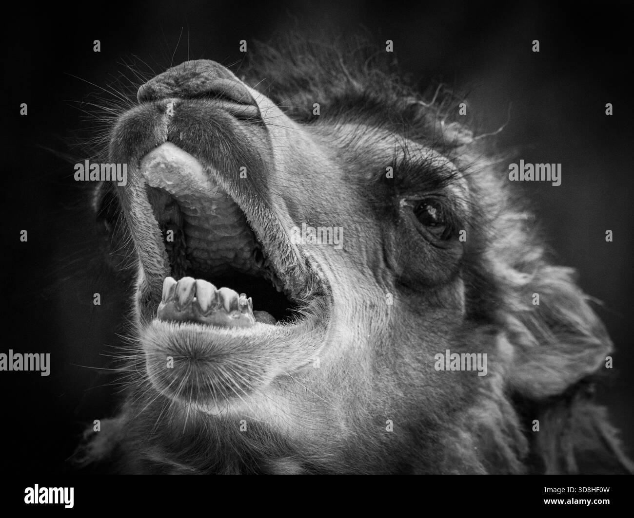 baktrische Kamele aus der Mongolei mit zotteligen Mänteln wurden kürzlich in unserem örtlichen Zoo geboren. Sie experimentierten mit ihrem Gesichtsausdruck. Stockfoto