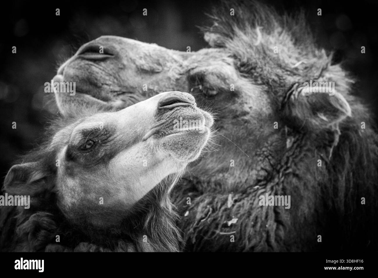 baktrische Kamele aus der Mongolei mit zotteligen Mänteln wurden kürzlich in unserem örtlichen Zoo geboren. Sie experimentierten mit ihrem Gesichtsausdruck. Stockfoto
