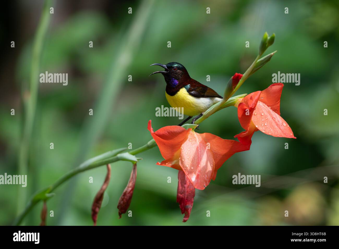 Nahaufnahme eines leuchtenden männlichen, violetten Sonnenvogels, der auf roten Gladiolus-Blüten in einem sonnendurchfluteten Garten thront und mit offenem Schnabel singt und farbenfroh präsentiert Stockfoto
