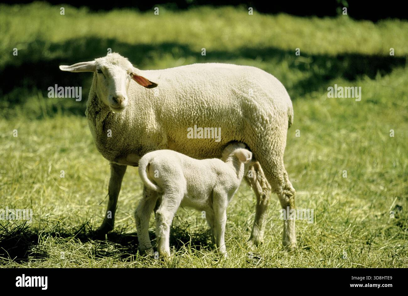 Lamm-Fütterung Stockfoto