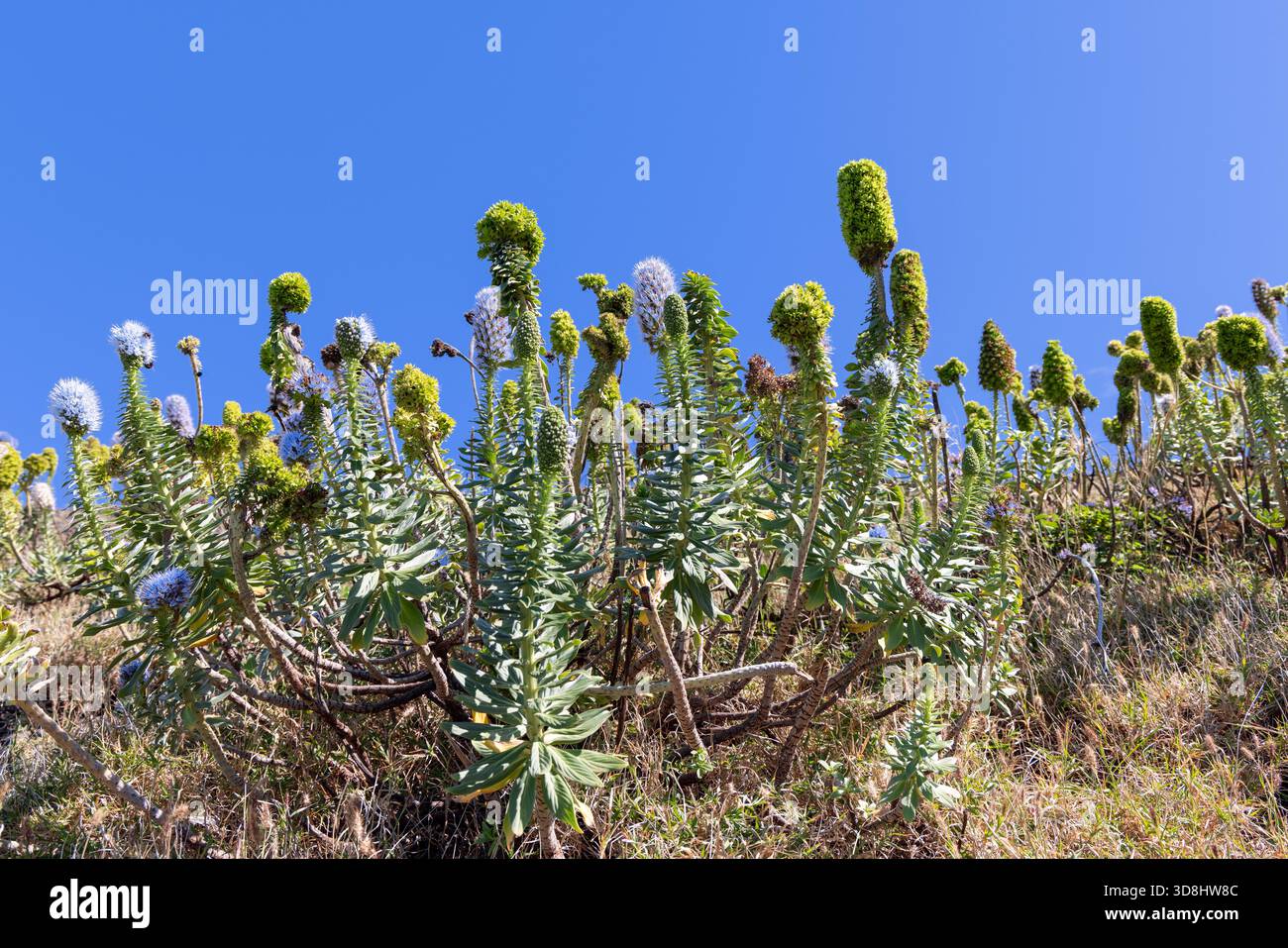 Hohe Echiumpflanzen, die aufrechte blaue und grüne Kegel bilden, blühen an einem trockenen Hang, während der klare Himmel darüber einen klaren Hintergrund bietet Stockfoto