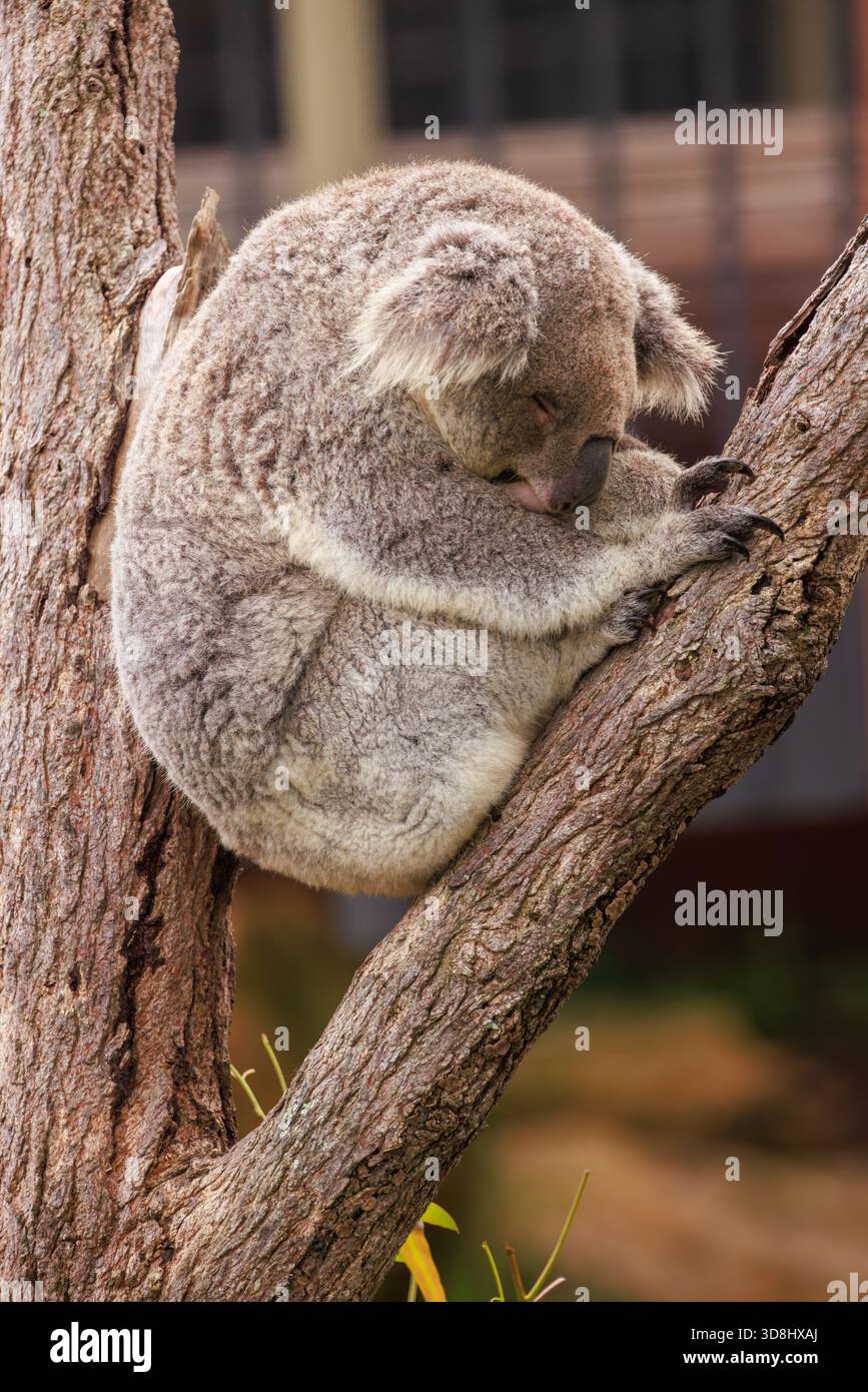 Ein Koala rollte zu einem Ball und schlief in einem Baum Stockfoto