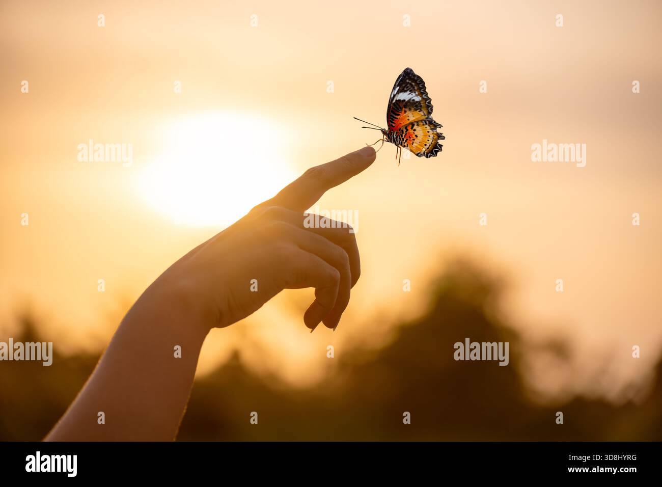 Schmetterling auf Fingerspitze gegen den Golden Sunset Sky. Schmetterling ruhend Fingerspitze Handberührungsfreiheit Inspiration Naturkonzept Hoffnung Gelassenheit Go Stockfoto
