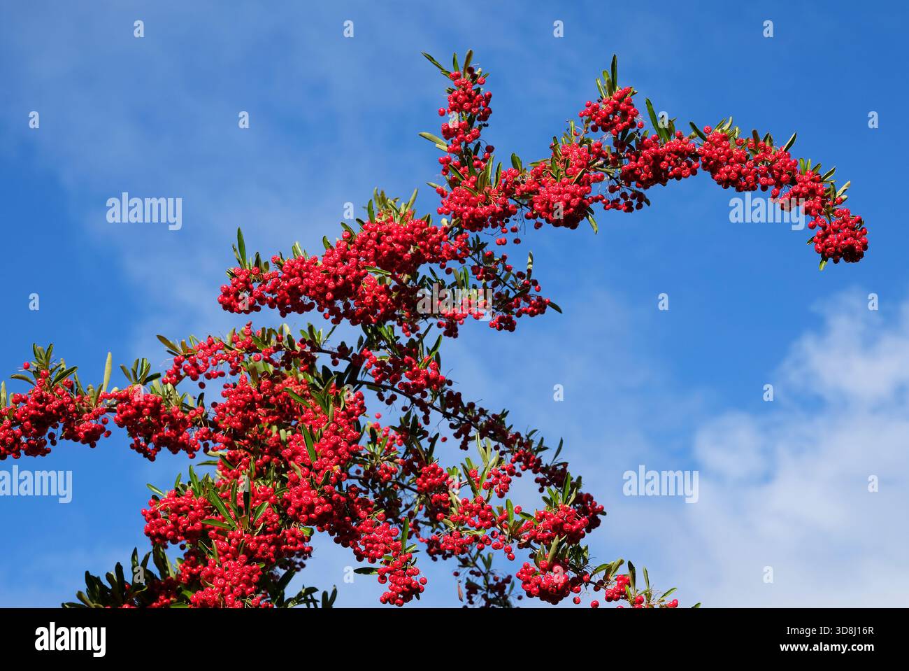 pyracantha rote Säule feuerdornbeeren Stockfoto
