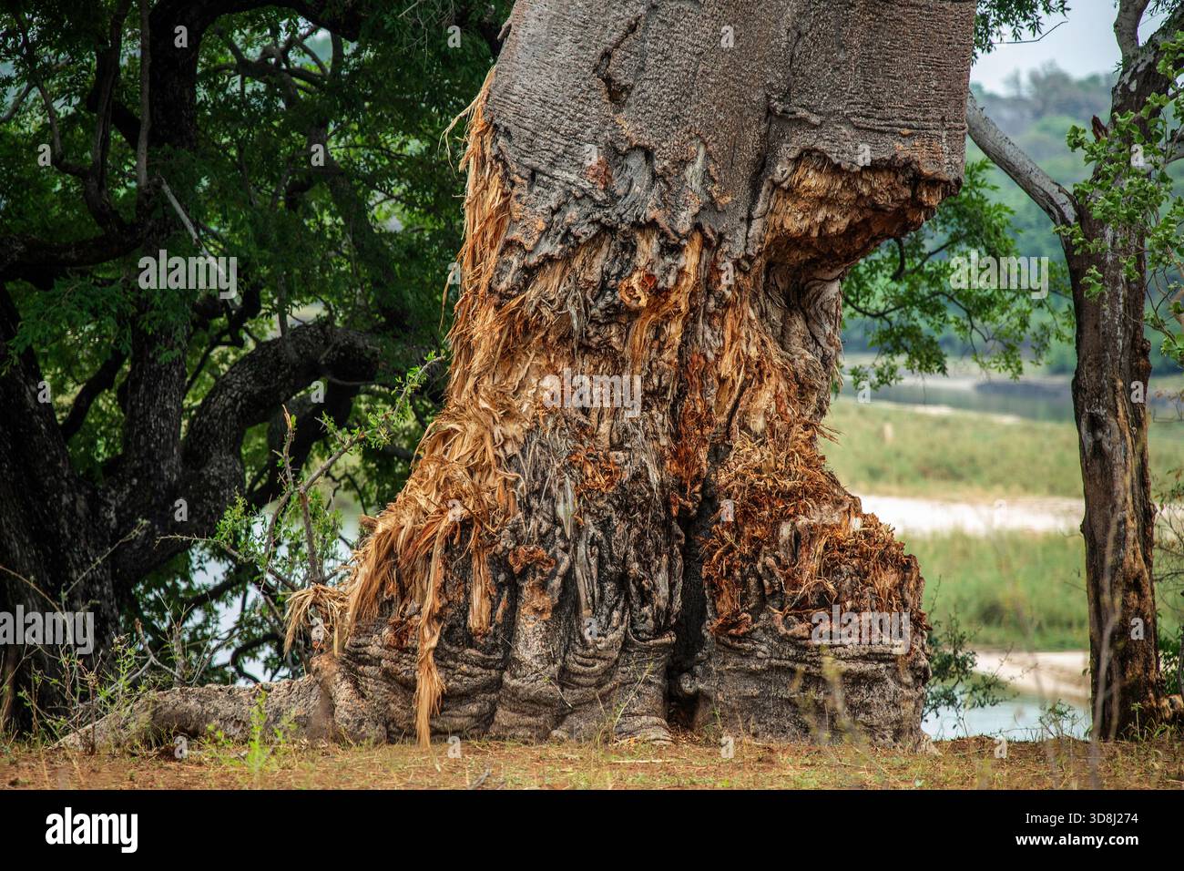 Elefantenschäden, die zuerst durch Reiben am Baum und dann durch Verzehr der leckeren, wasserreichen Fasern dieses Baobab-Baumes in Bwabata verursacht wurden. Stockfoto
