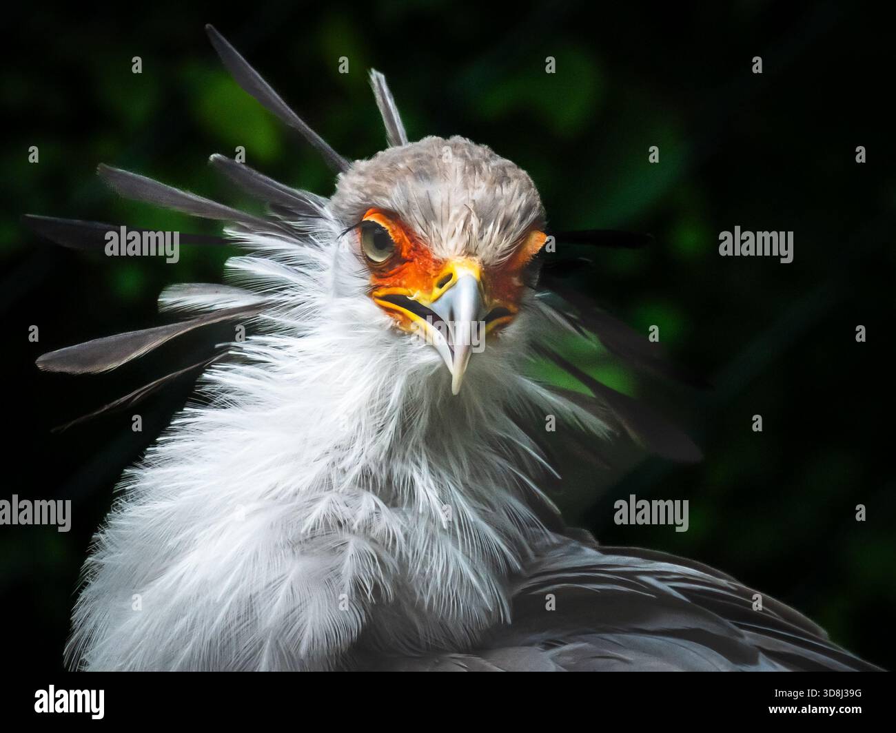 Faszinierende Vögel sowohl in der Wildnis als auch in Gefangenschaft, diese Sammlung wurde in Gefangenschaft aufgenommen. Stockfoto