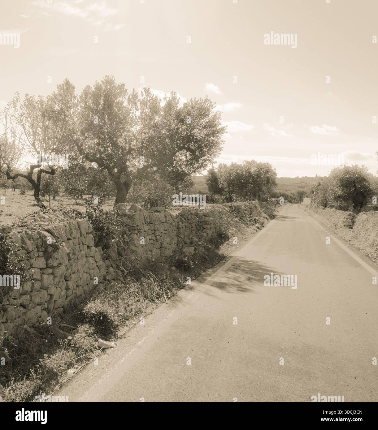 Straße in den apulischen Hügeln zwischen landwirtschaftlichen Feldern und Trockenmauern, in schwarz-weiß. Stockfoto