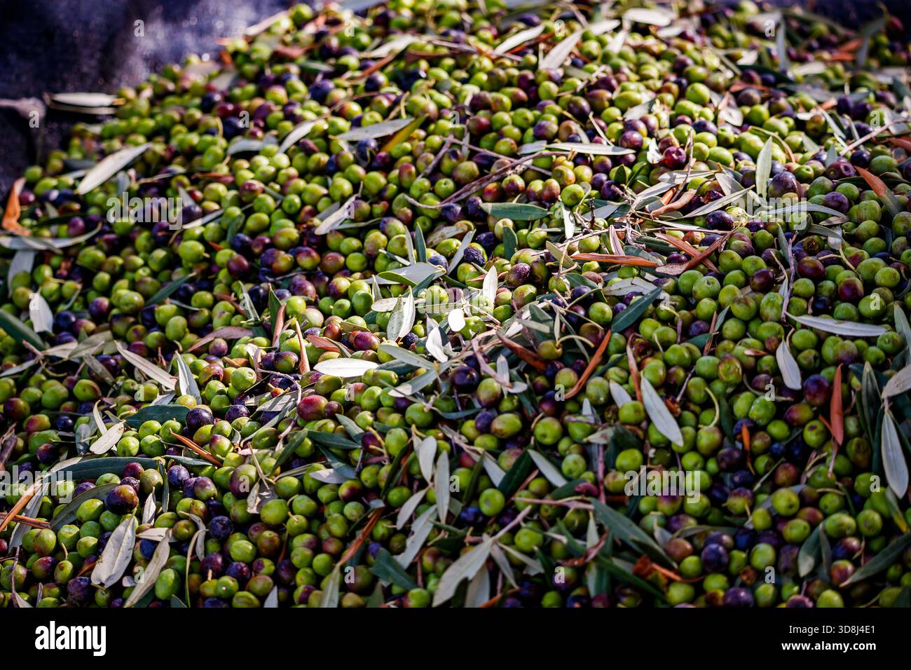 Oliven ernten -Fotos und -Bildmaterial in hoher Auflsung  Alamy