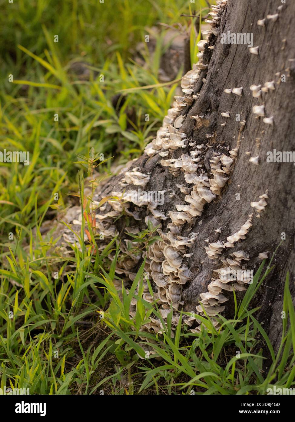 Pilze wachsen auf einem Baumstamm Stockfoto