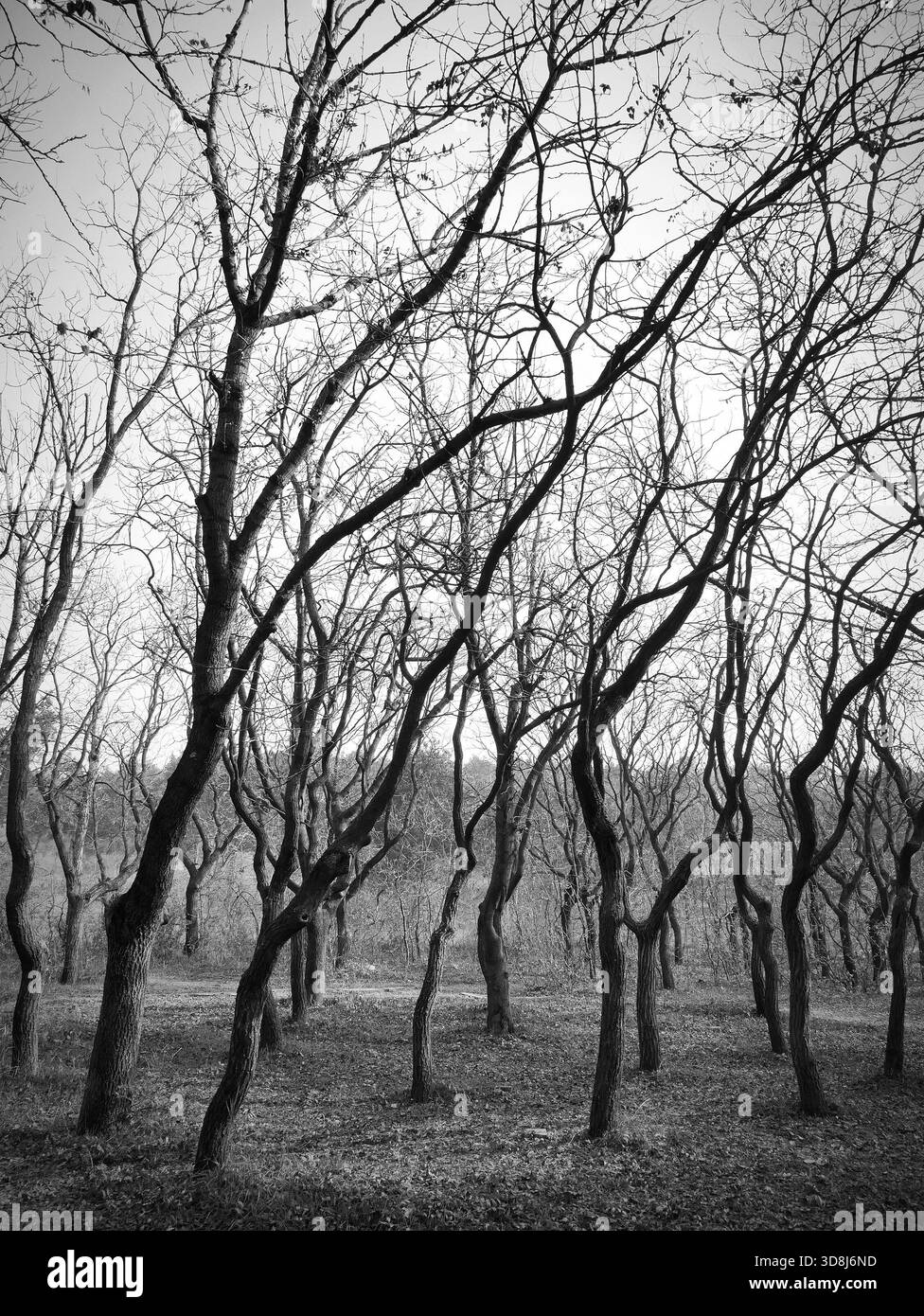 Herbstwald in Schwarz-weiß Stockfoto