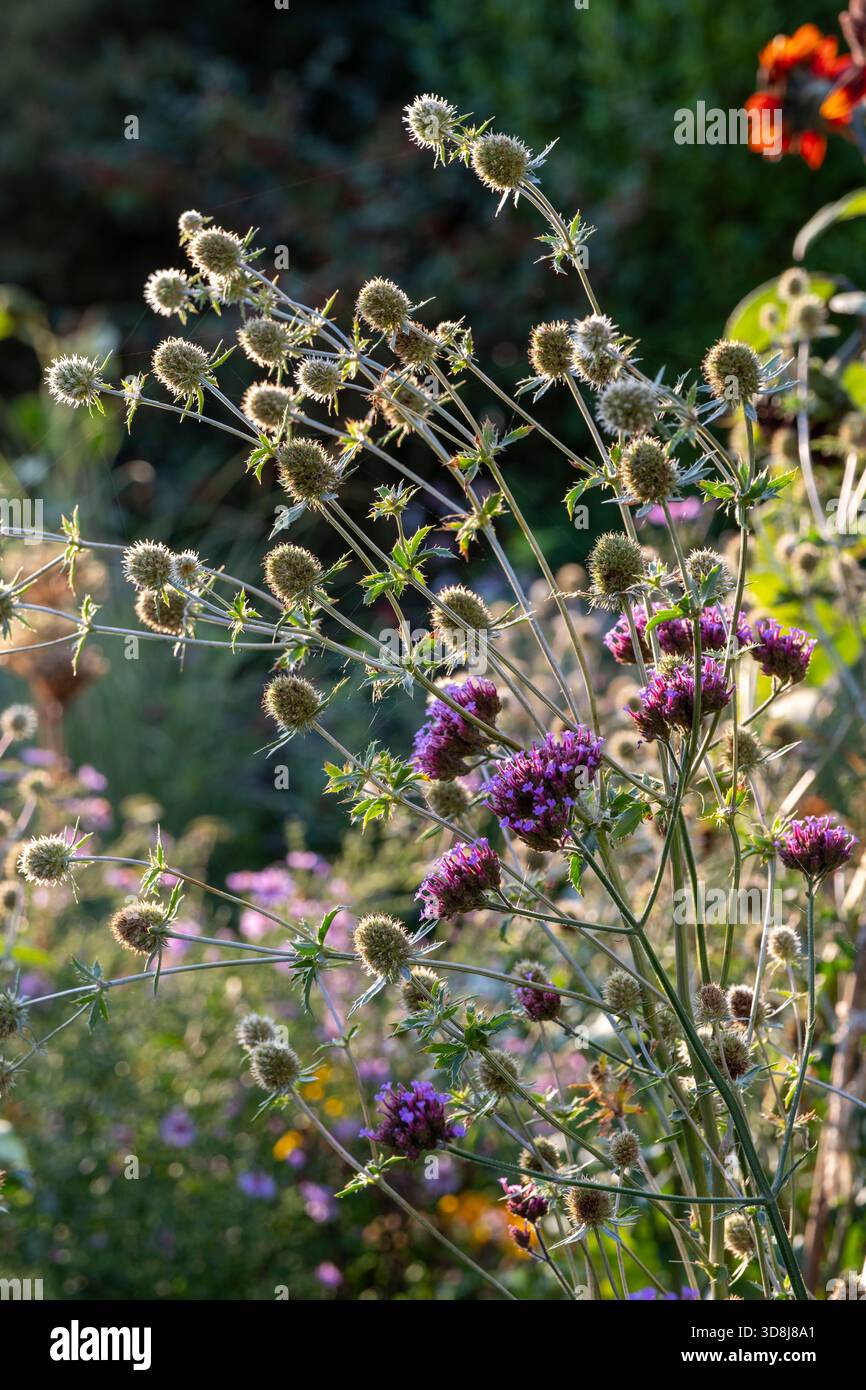 Eryngium planum, Sea stechly und Verbena bonariense in der Gartengrenze des Landhauses Stockfoto