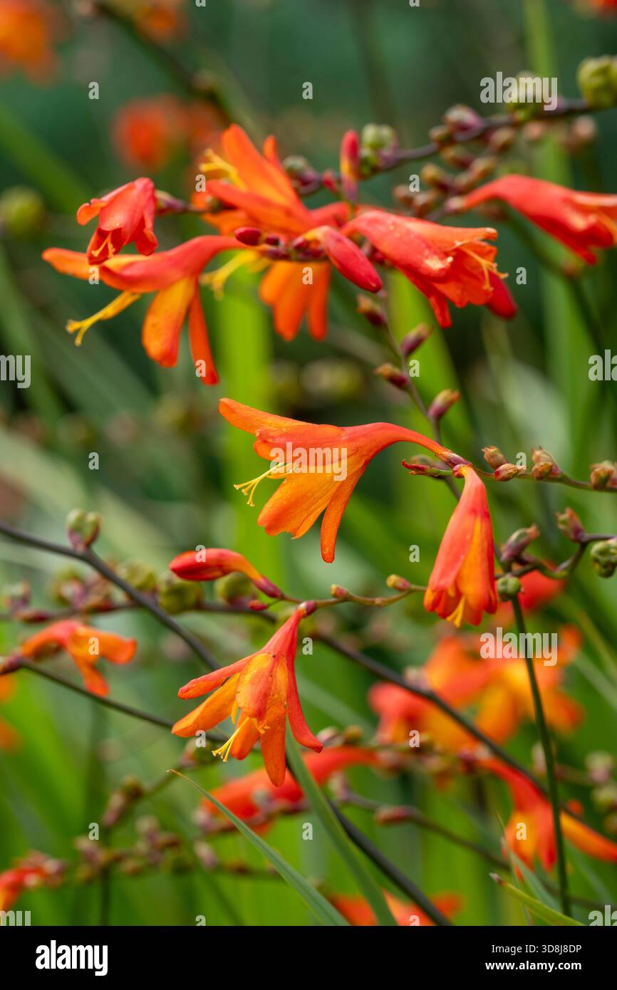 Crocosmia „Burning Embers“ Stockfoto
