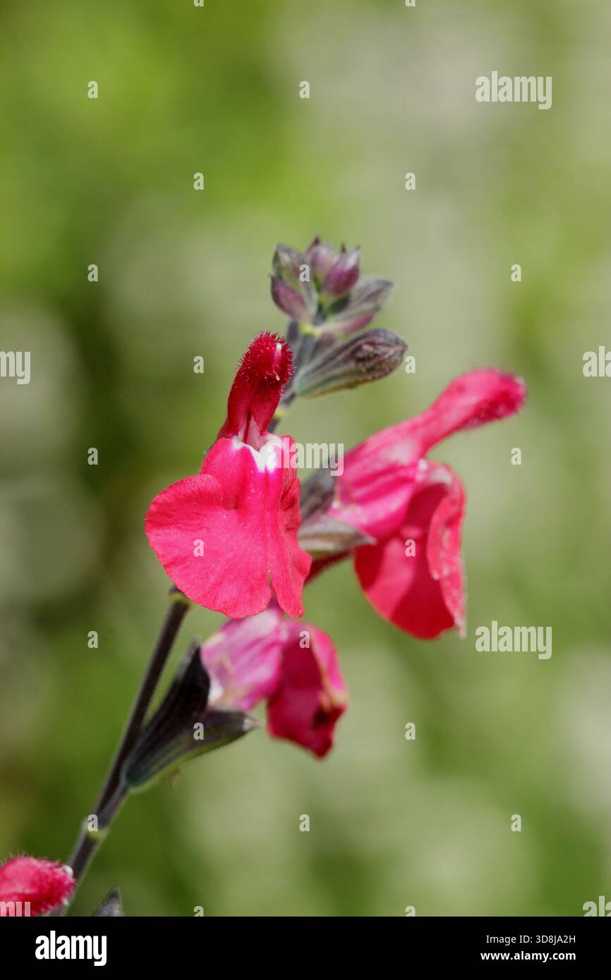 Salvia Microphylla 'Ruby Star', aromatischer Sträucher mit hellroten Blüten. Auch bekannt als Stockfoto