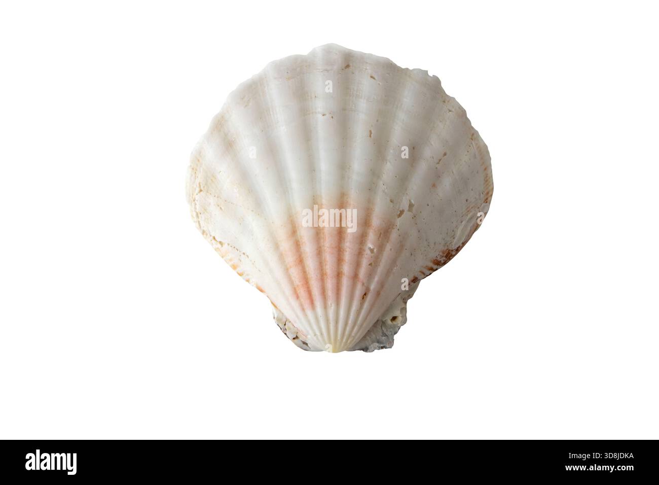 Weiße Muschelmuschel mit dezenten rosafarbenen Tönen, isoliert auf weiß. Ideal für Strand-, Meer-, Natur- und Küstenmotive. Stockfoto
