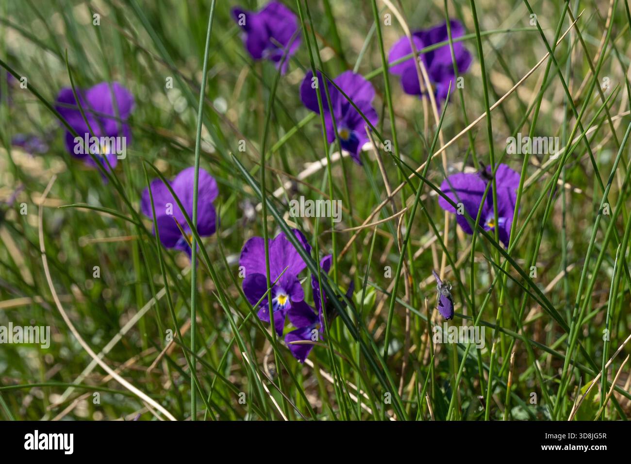 Gehörntes Stiefmütterchen (Viola cornuta) in den Ariege-Bergen der französischen Pyrenäen Stockfoto