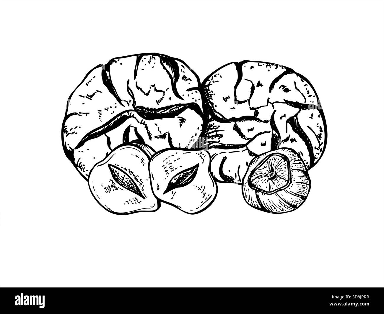 Crinkle Cookies und Haselnussvektor isolierte Illustration gemalt von schwarzen Tinten. Traditioneller hausgemachter süßer Zitronenkeks und geschälte Nüsse Stock Vektor