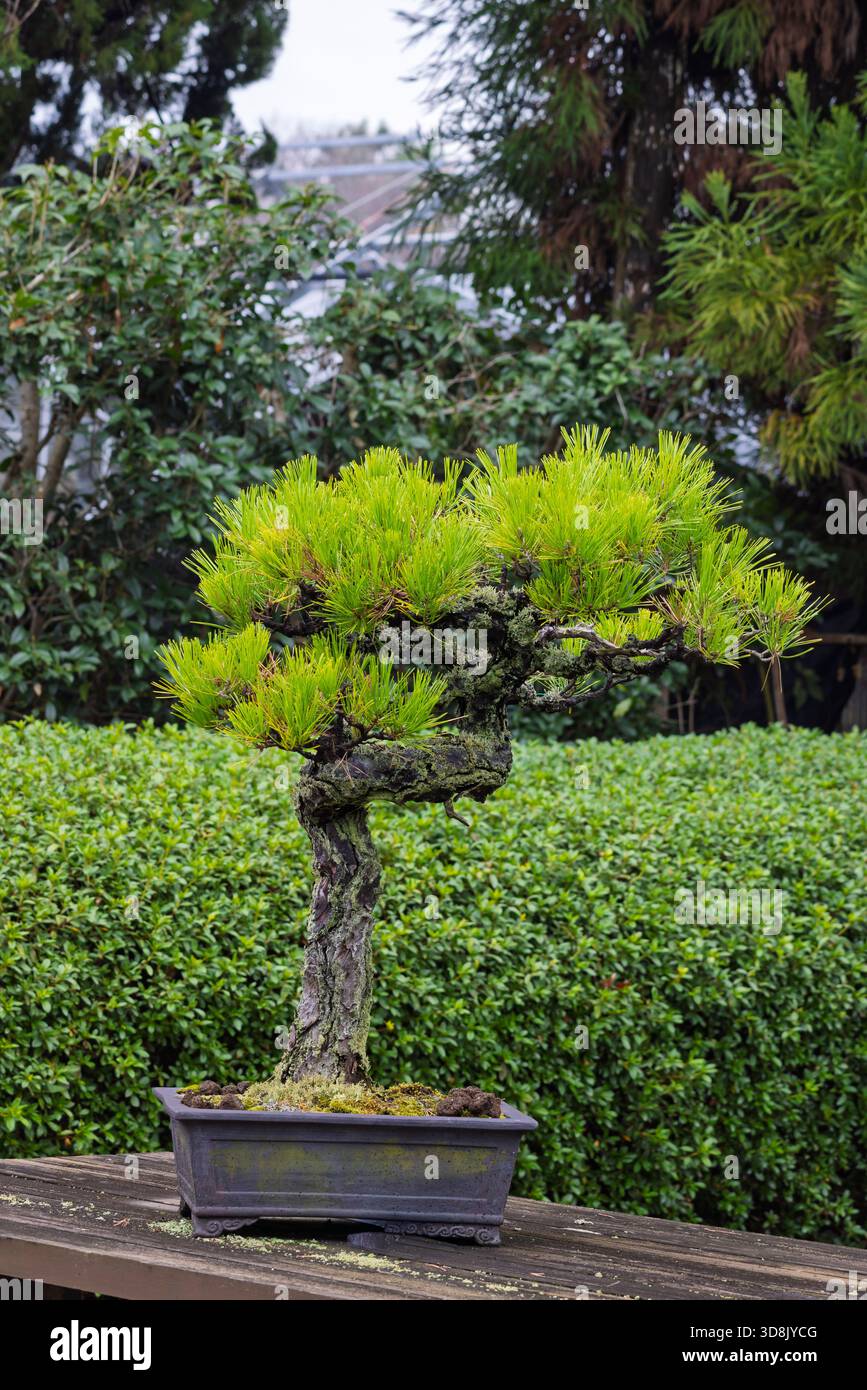 Bonsai kiefern -Fotos und -Bildmaterial in hoher Auflsung  Alamy