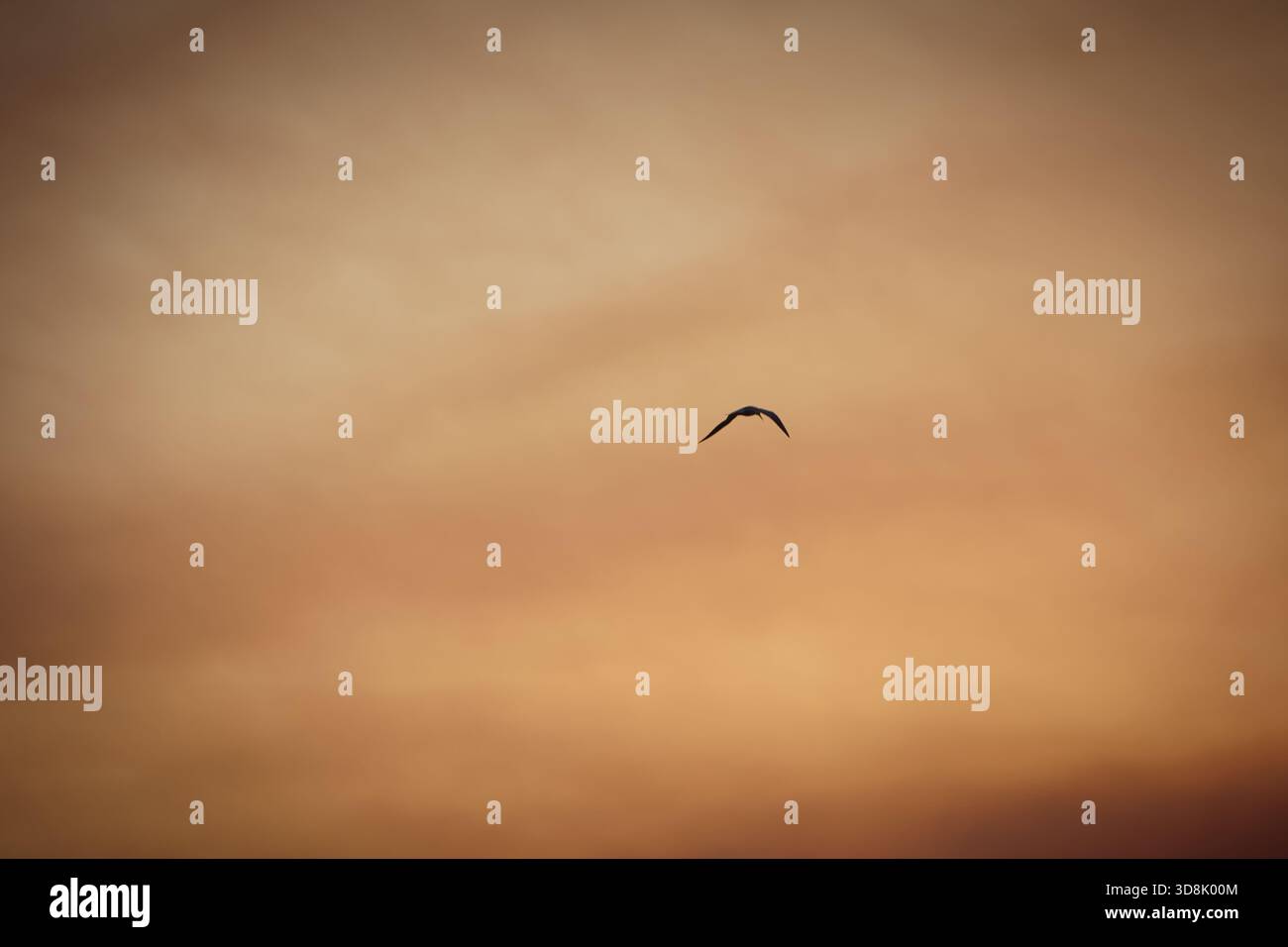 Goldener Sonnenuntergang Reflexionen in Wolken und rauchiger Himmel aufgrund eines schweren Brandes in Vlora, Albanien, 26. August 2025. Stockfoto