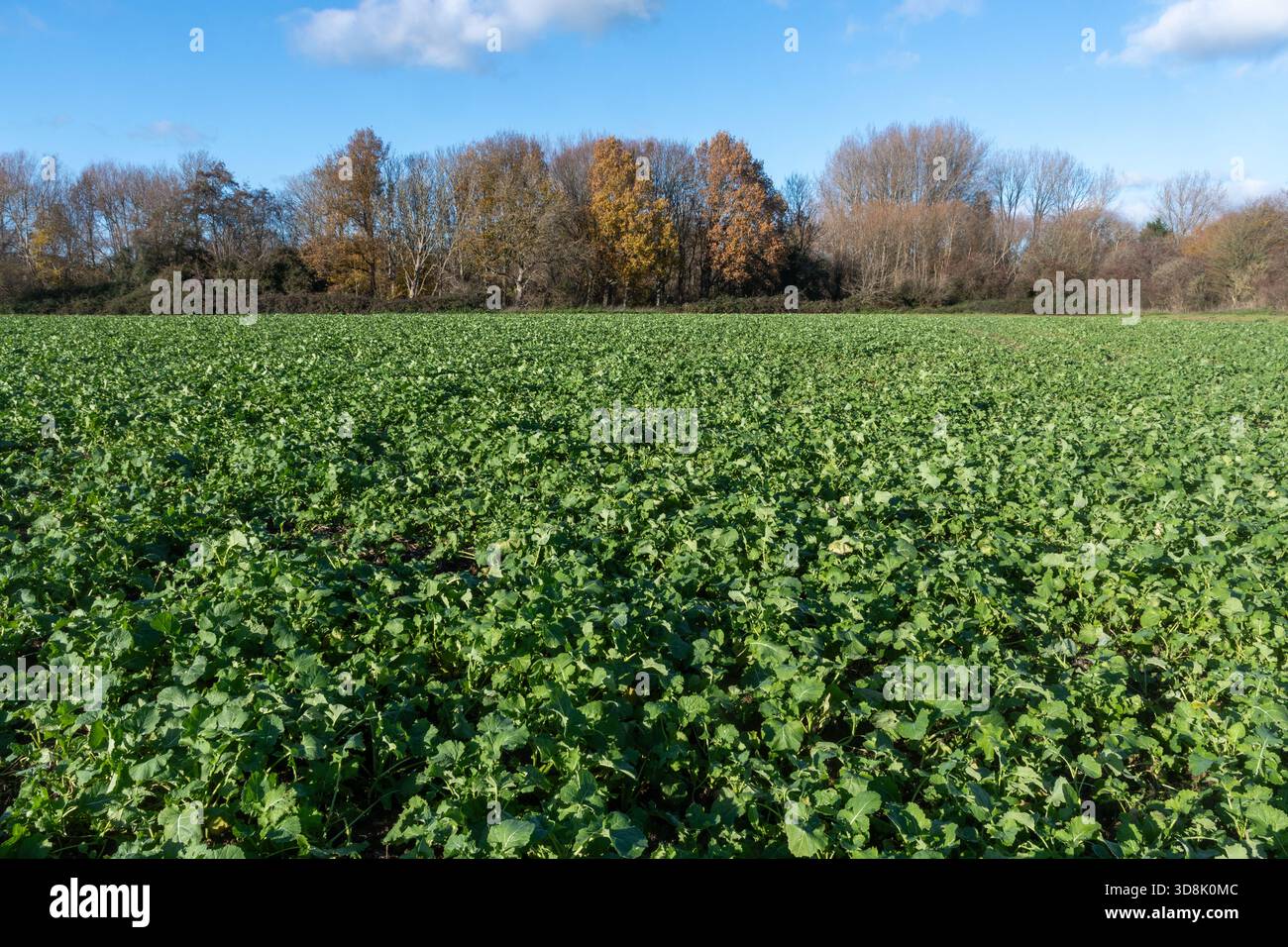 Grünkohl brassica brassica brassicas im Winter, West Sussex, England, Großbritannien Stockfoto