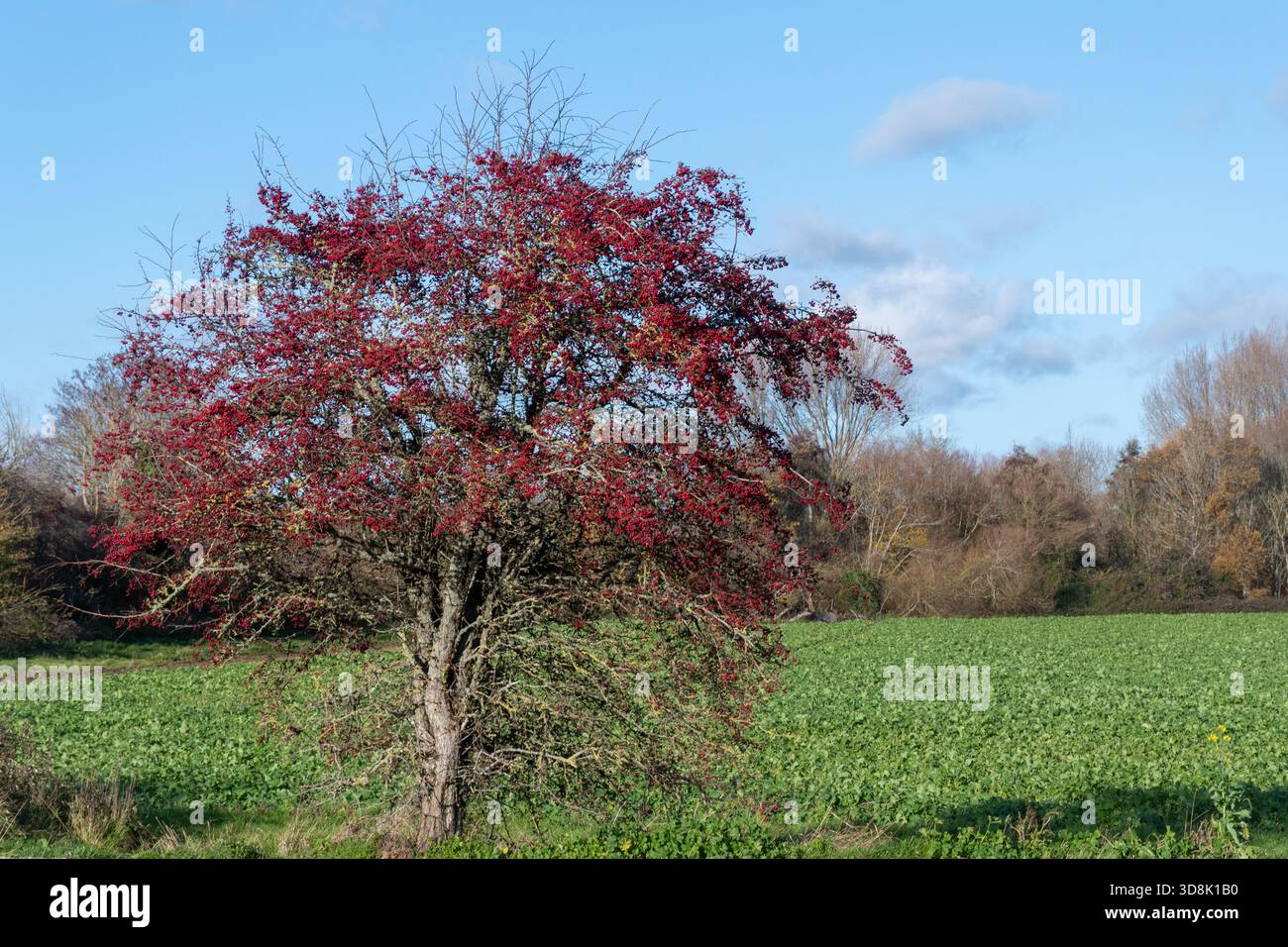 Weißdornbaum (Crataegus monogyna), bedeckt mit roten Beeren oder Hagen im November, England, Vereinigtes Königreich Stockfoto