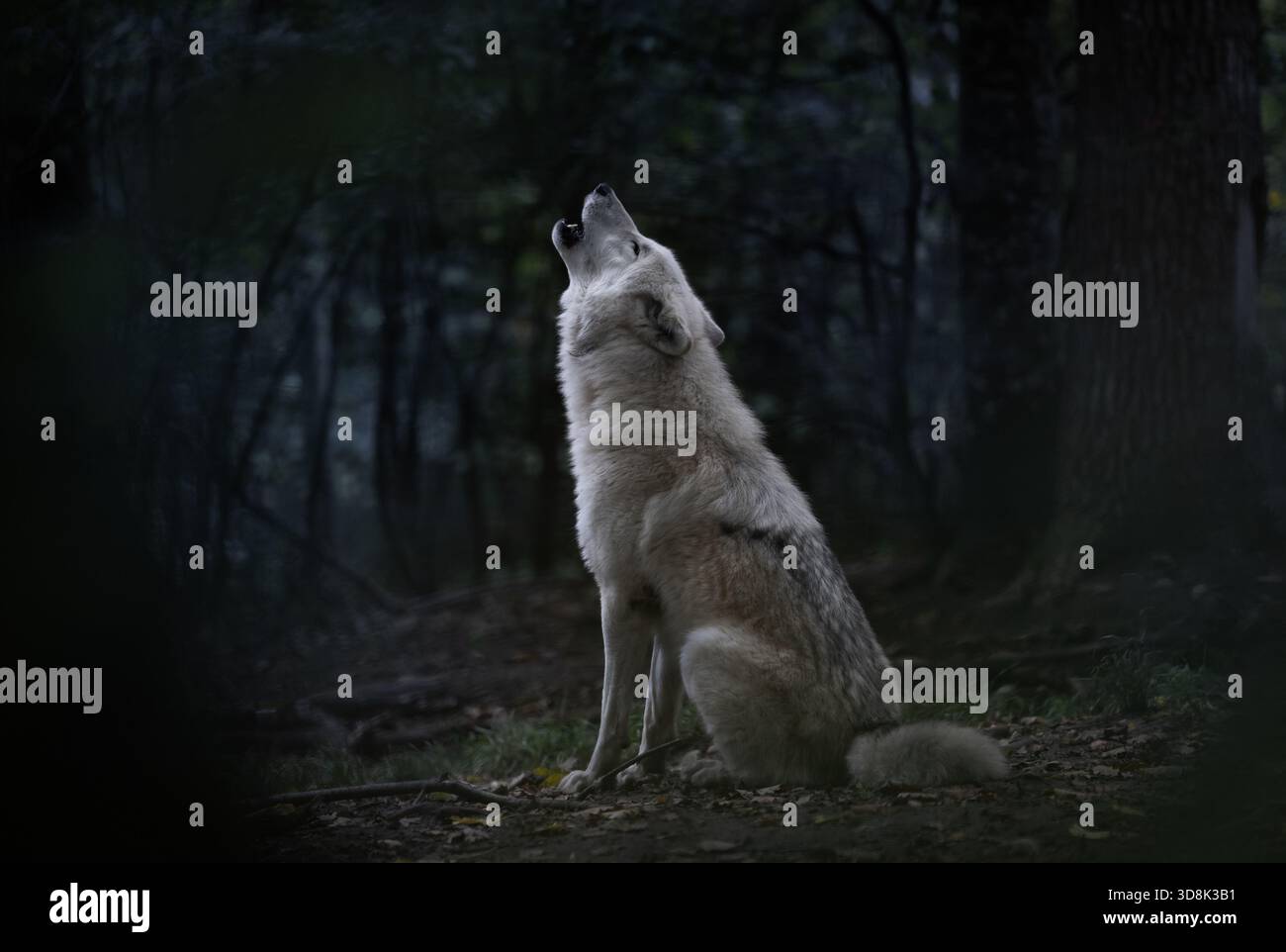 Ein einsamer Wolf im Nordwesten (Canis Lupus Occidentalis) sitzt zwischen Bäumen und heult am Nachthimmel. Die Szene fängt das Wesen der Wildnis und der Schönheit von nat ein Stockfoto